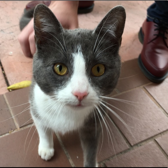 Hello 😄🐶❤️🐶 - Picture 7 of 11